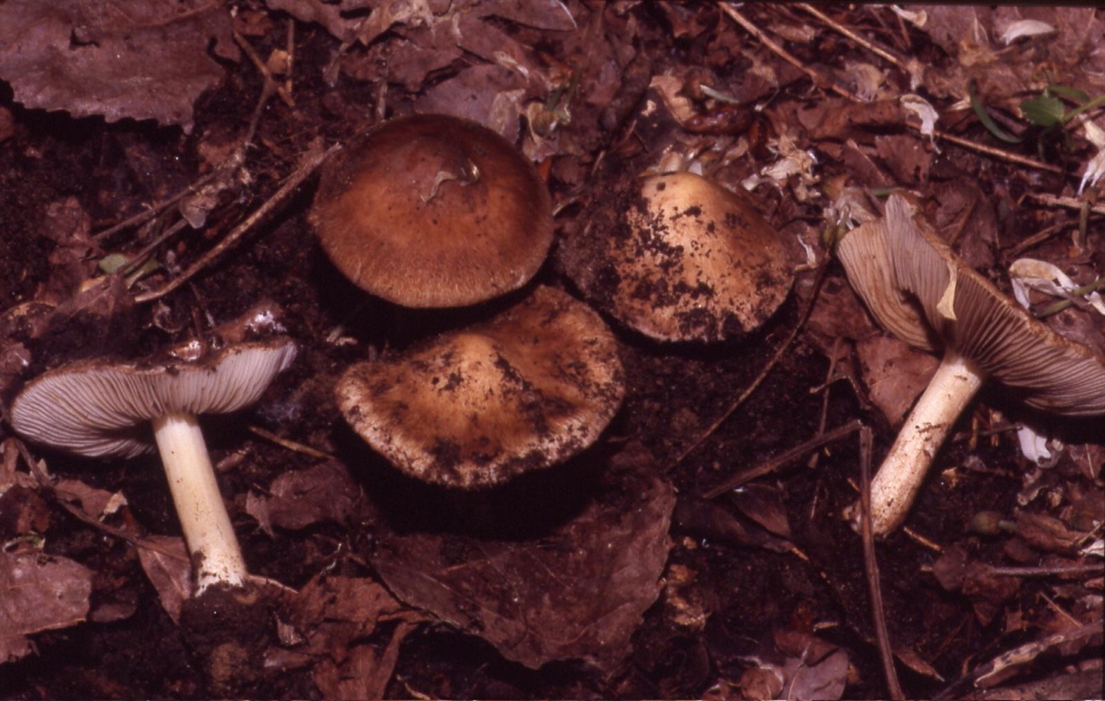 Inocybe da determinare